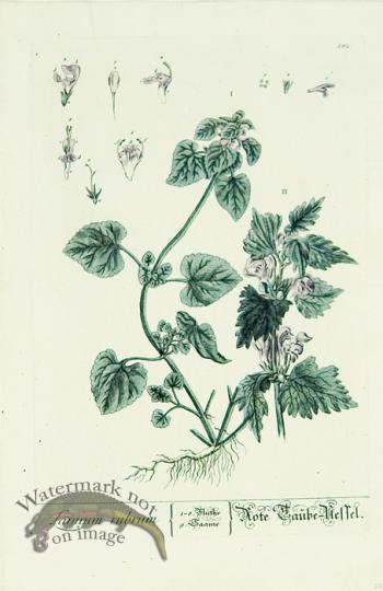 Blackwell German 234